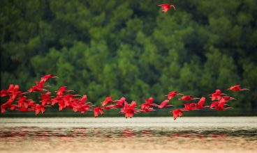 Caroni Bird Sanctuary Tours
