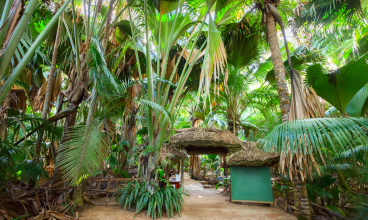 Vallée de Mai Nature Reserve (UNESCO World Heritage Site)