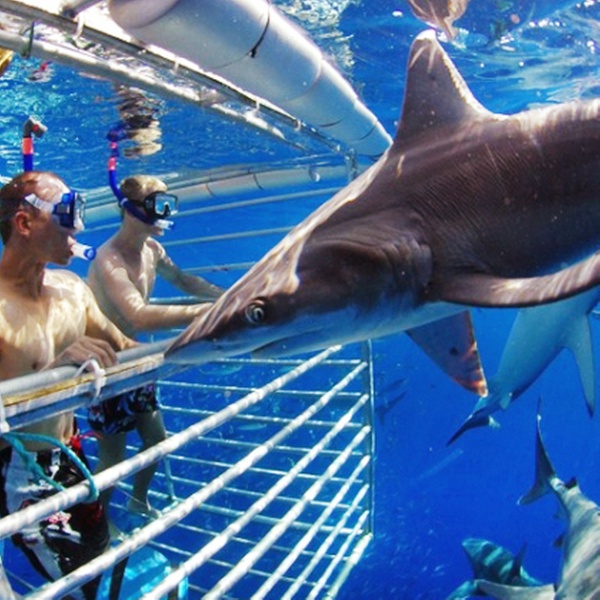 Shark Diving Adventure Tour Hawaii
