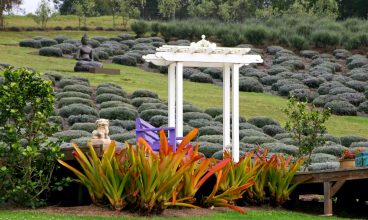 Ali’i Kula Lavender