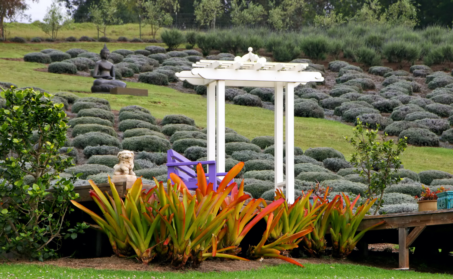 Lavender farm in Maui, Hawaii