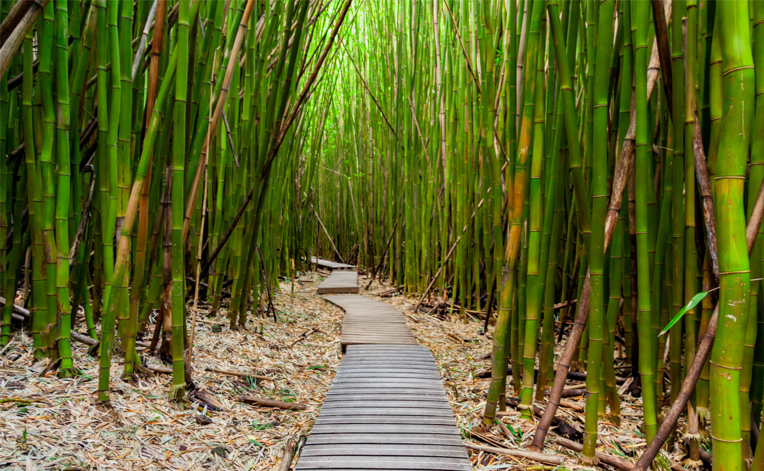 Bamboo forest in Maui