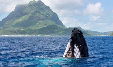 Bora Bora Keawai Excursions